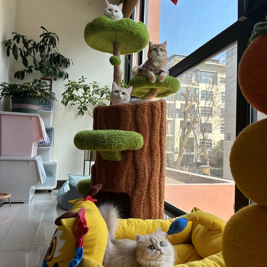 六六大猪咪