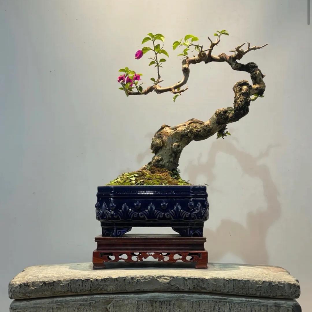 抖艺梅花盆景