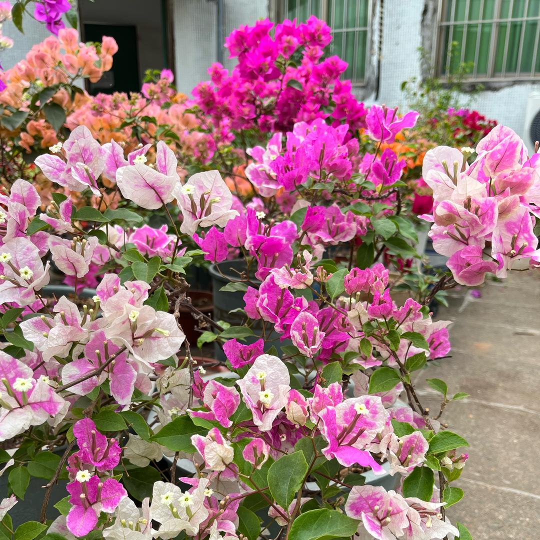 红姐生活一点通