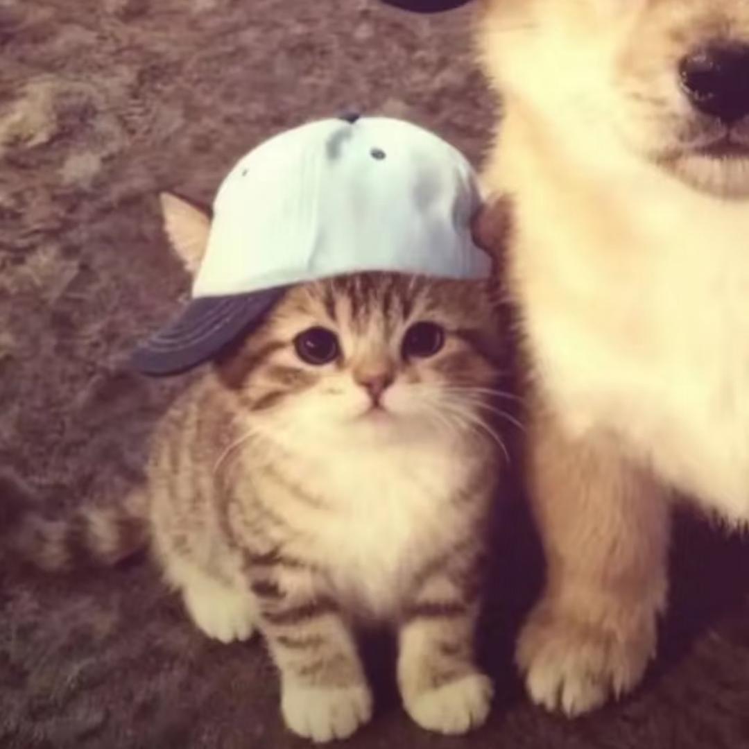 布偶猫