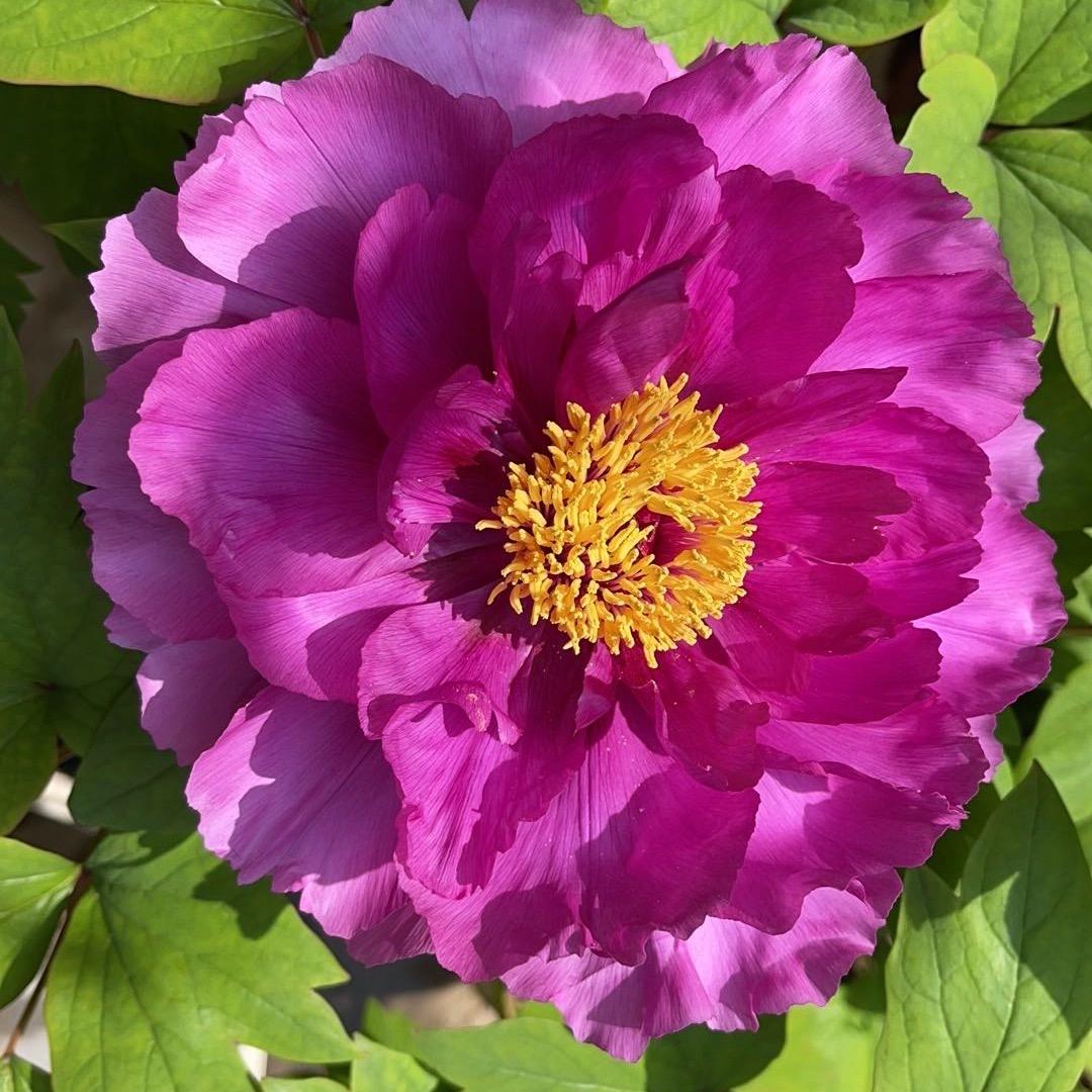 小燕子（首播）