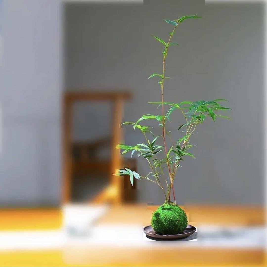 馥香花园