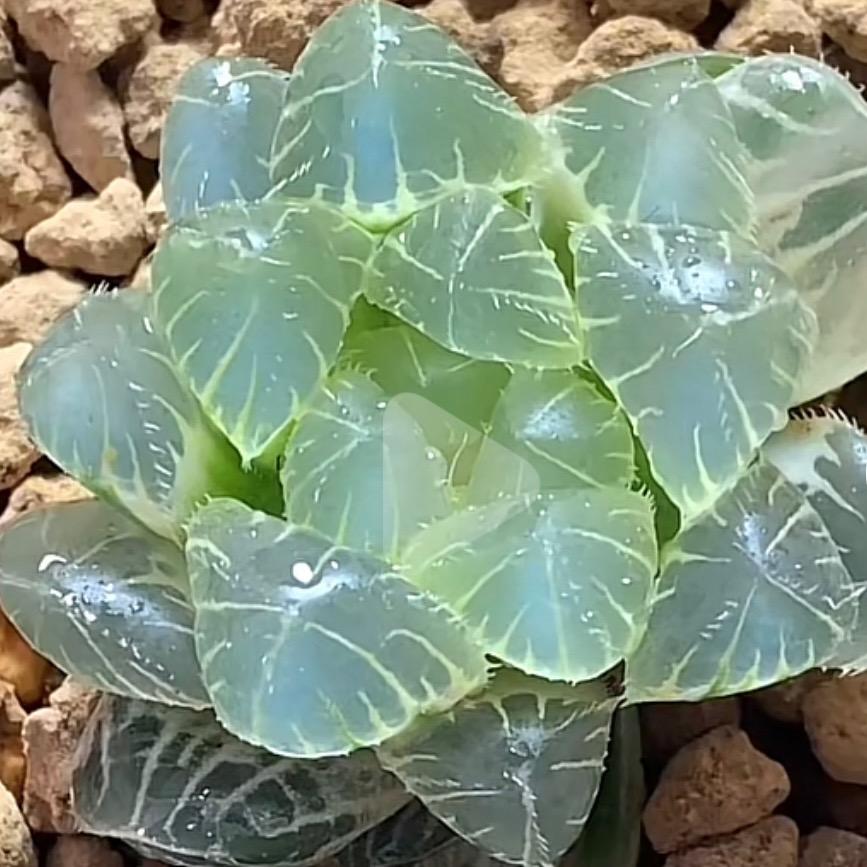 肉肉姐园艺花卉专卖店