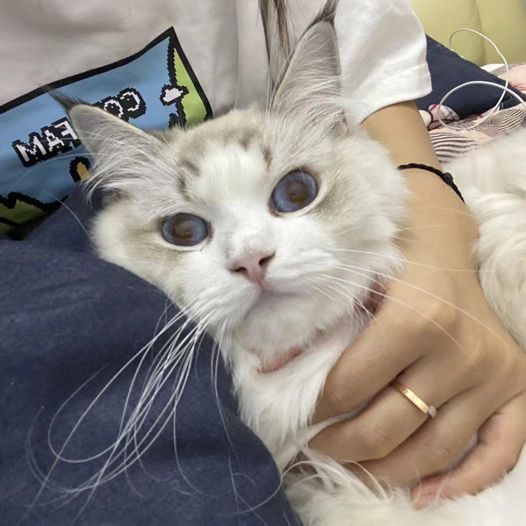 meiyouwanan（苦行僧版）