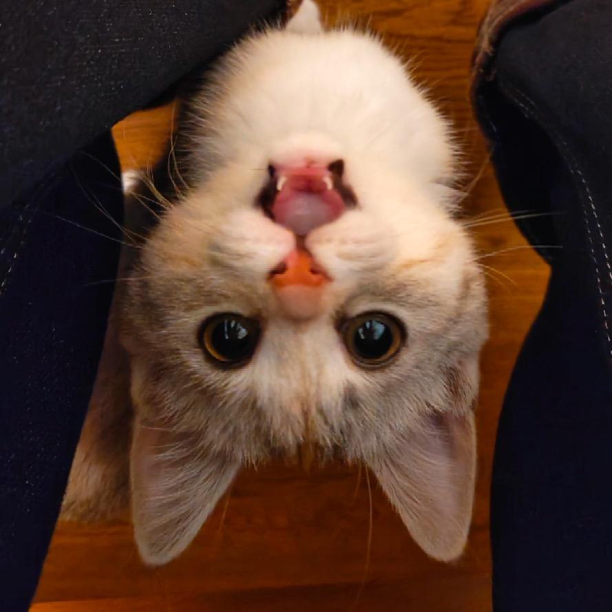 屎到淋头还想搅便