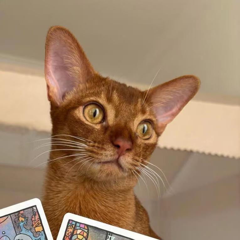 猫巫·塔罗工作室（可一对一）