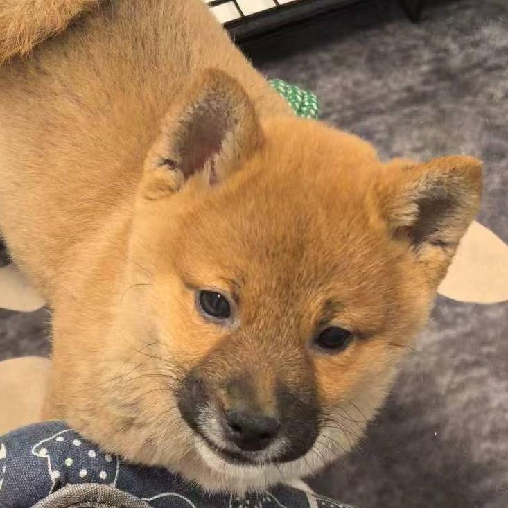 我是臭元宝🐶