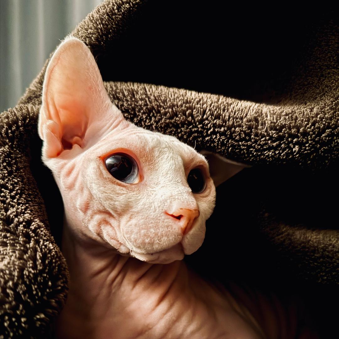 *老登与海/•᷅•᷄\୭