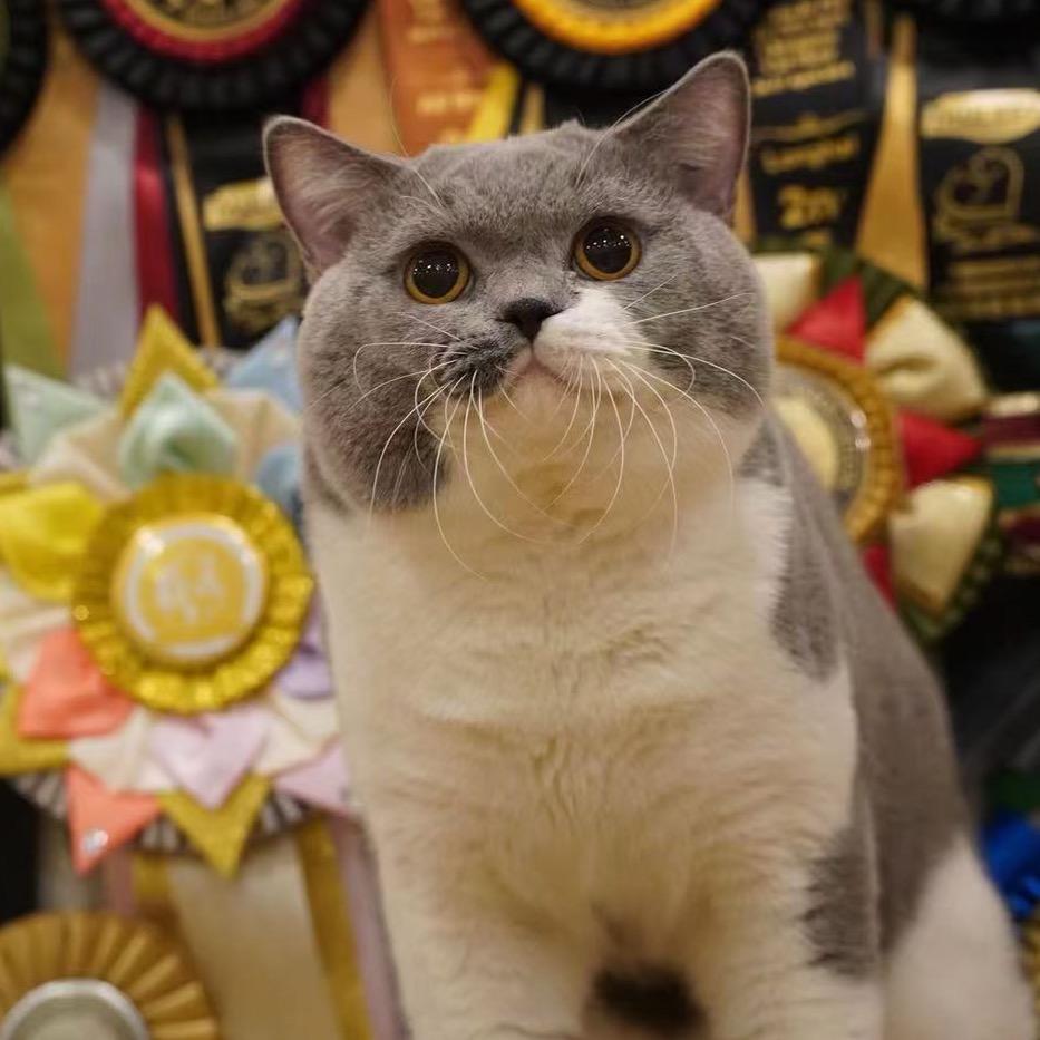 李大宝是坨猫🐾