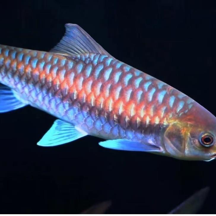 中缅边境蓝吉罗源头