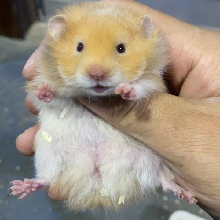 一只杰瑞