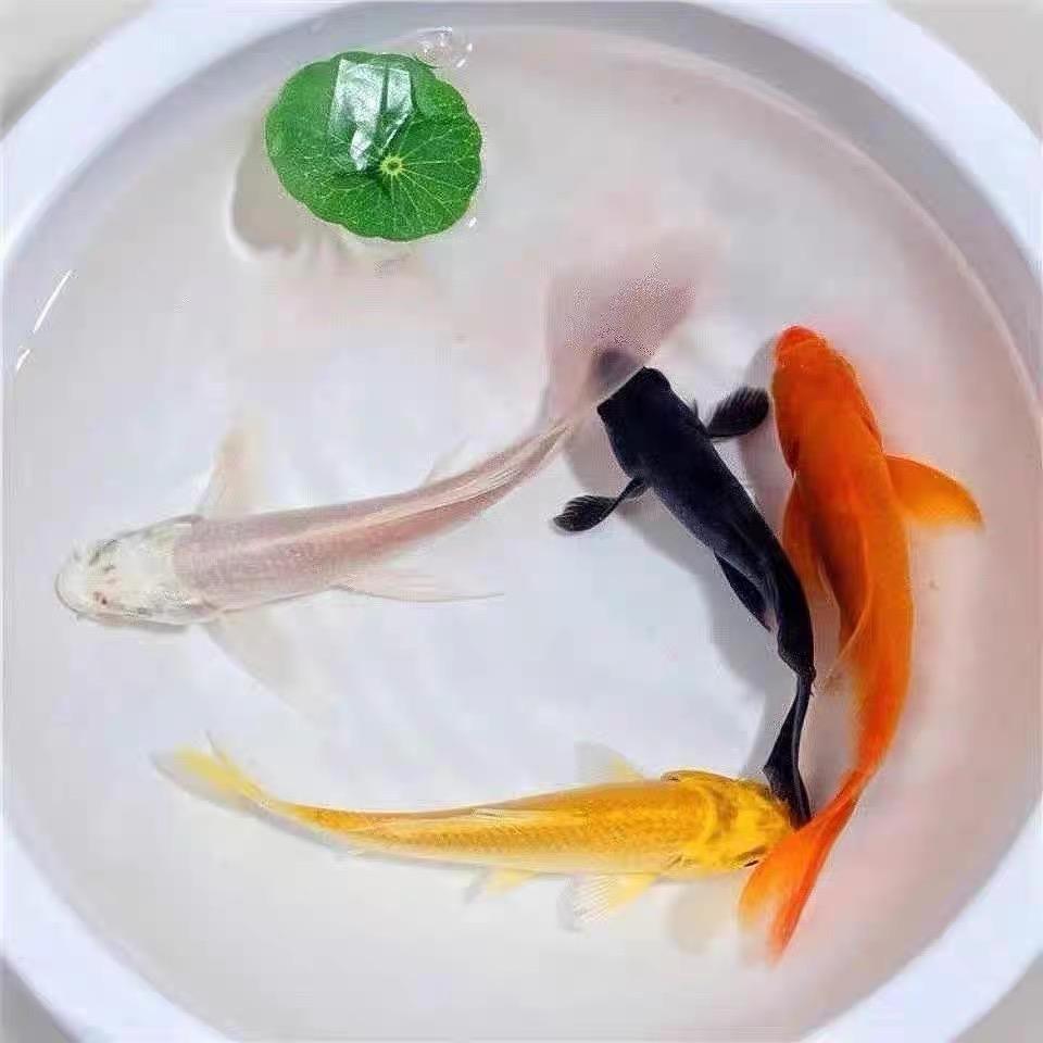 水域奇缘鱼坊