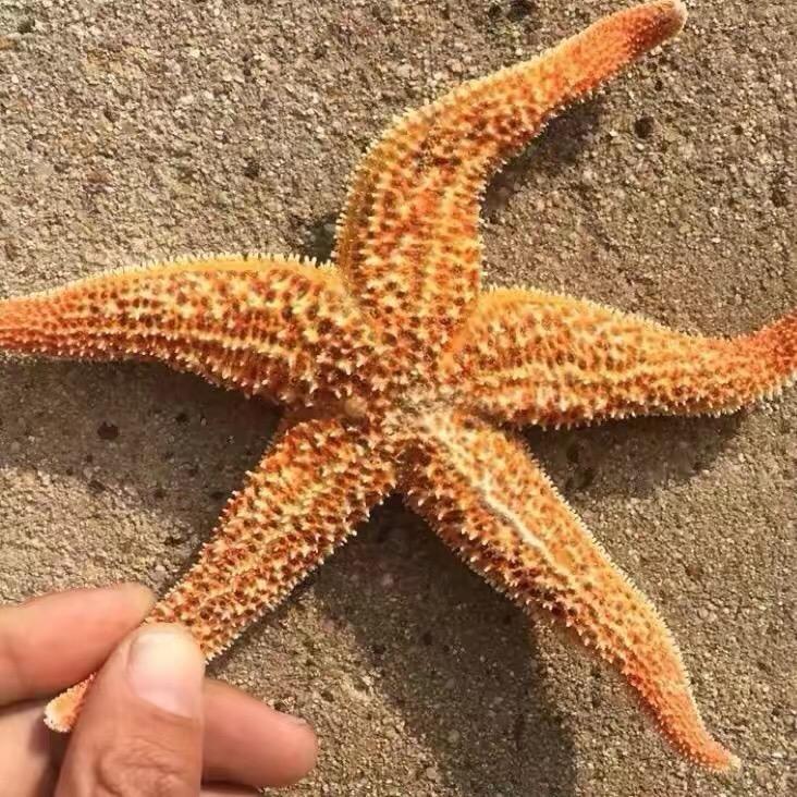 日照波仔赶海(领队赶海)