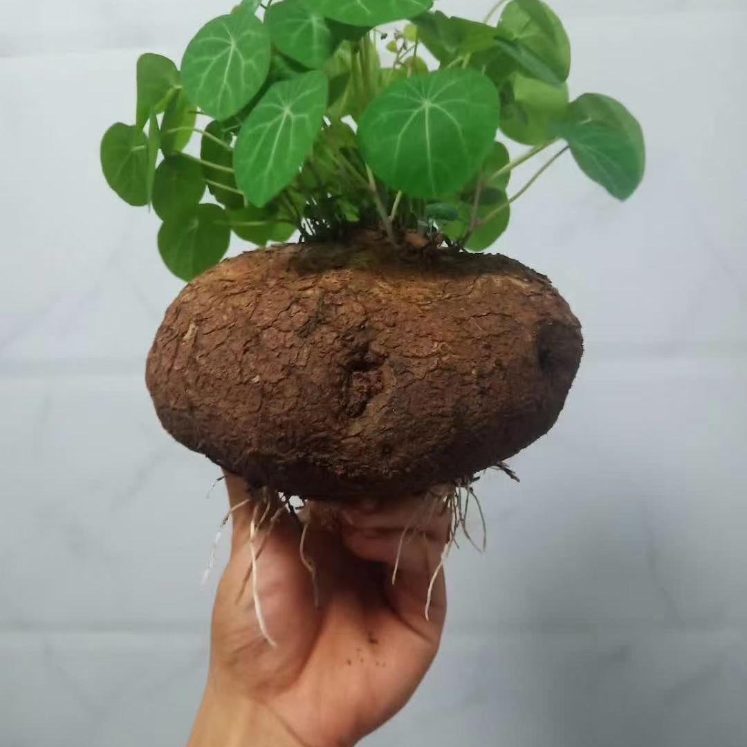 嵋娜农业优质农货小铺