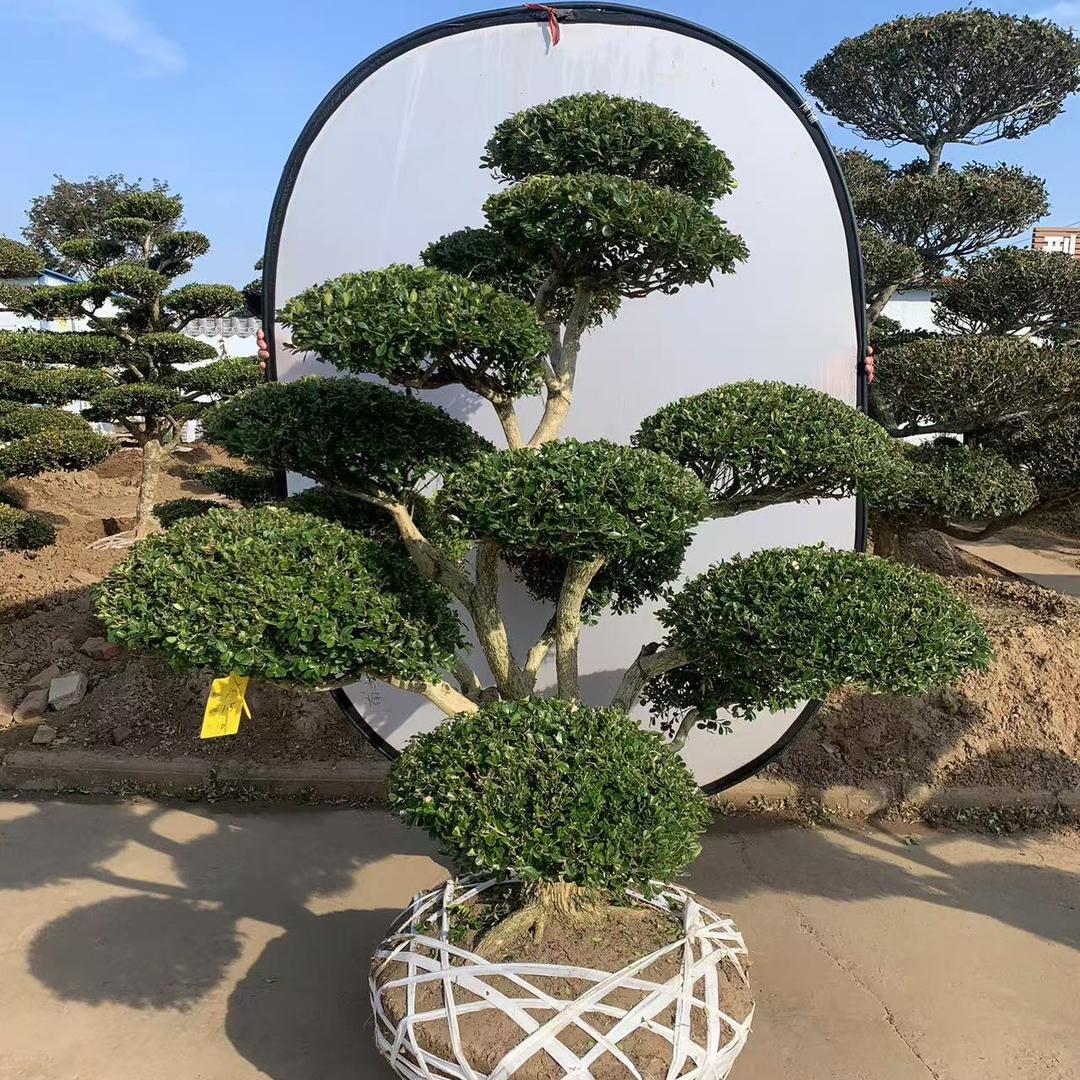 欣祥黄杨造型树园艺场