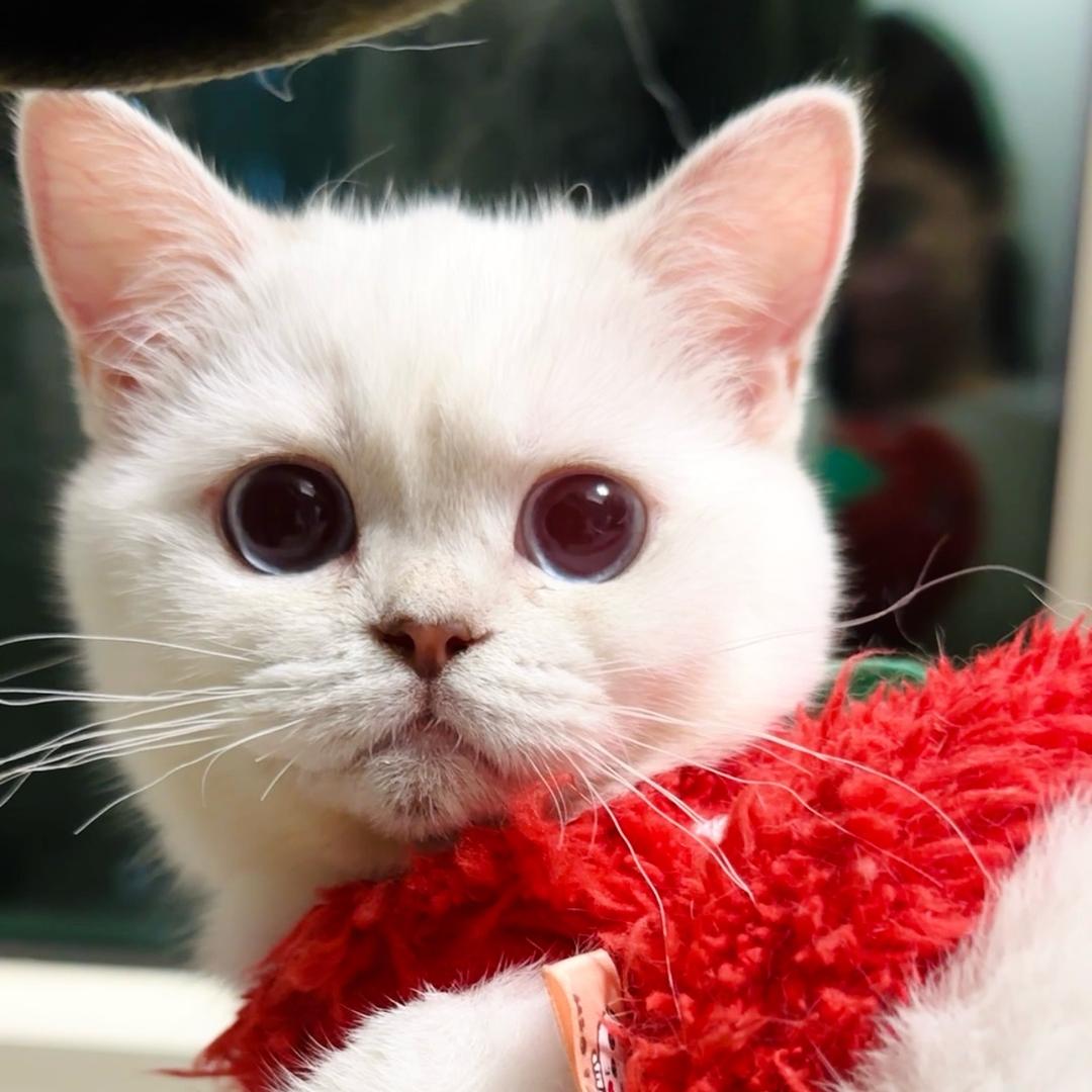 许家有四猫