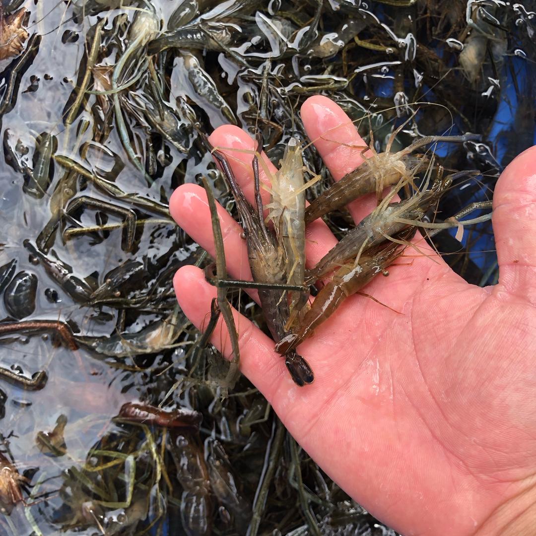 富华水产（温泉路店