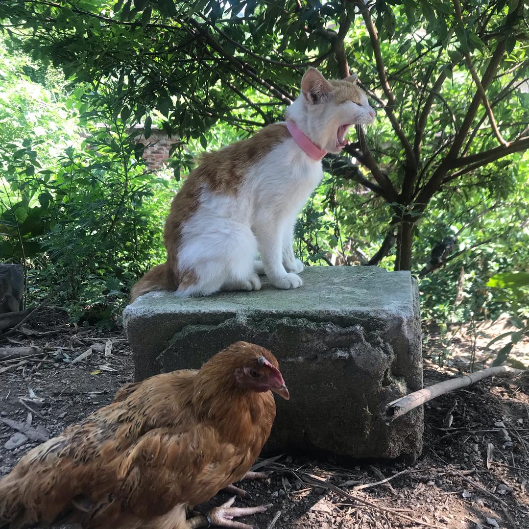 猜猜我是谁