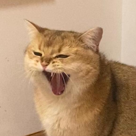 菜肉丸