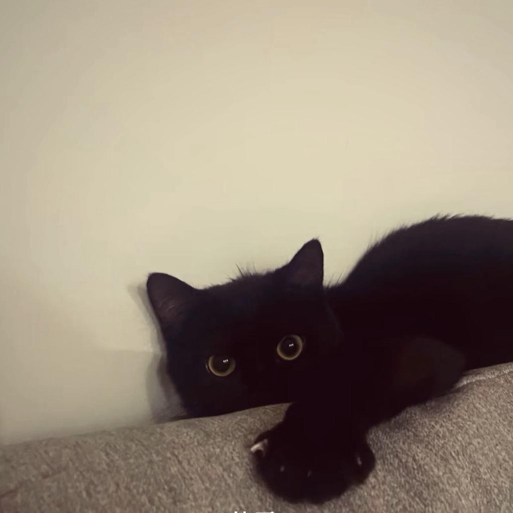 橘猫吃棒冰