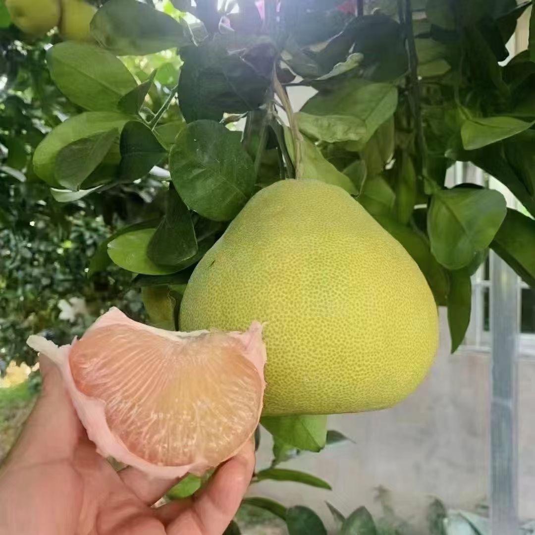 度尾果C水果店