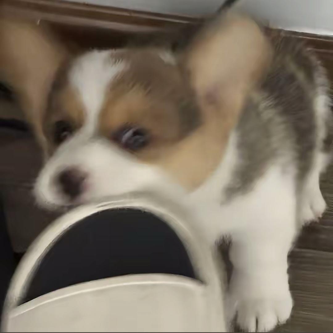 睡不饱的土豆🍂