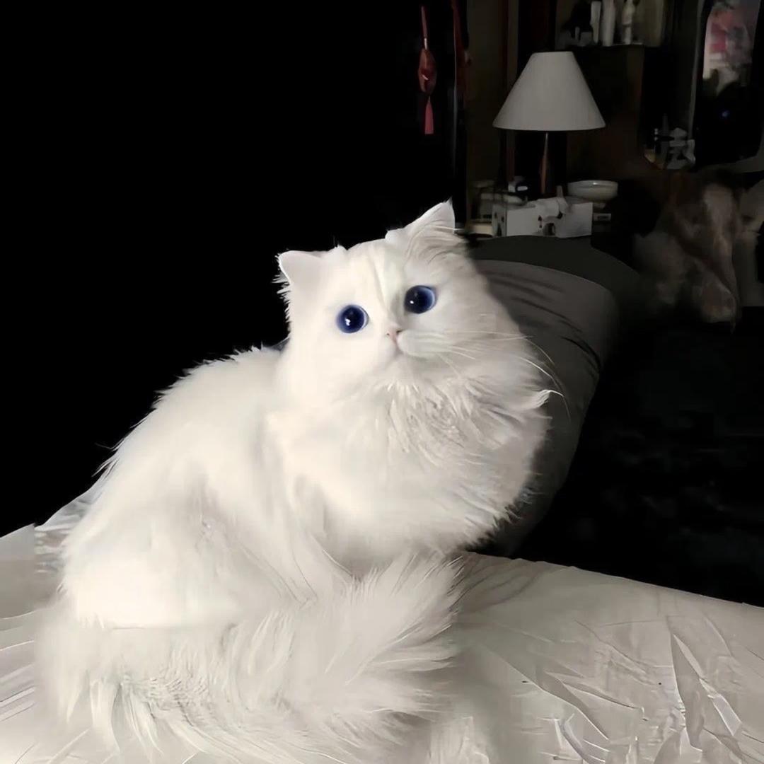 𝙈𝙚𝙤𝙧𝙤𝙡𝙡°