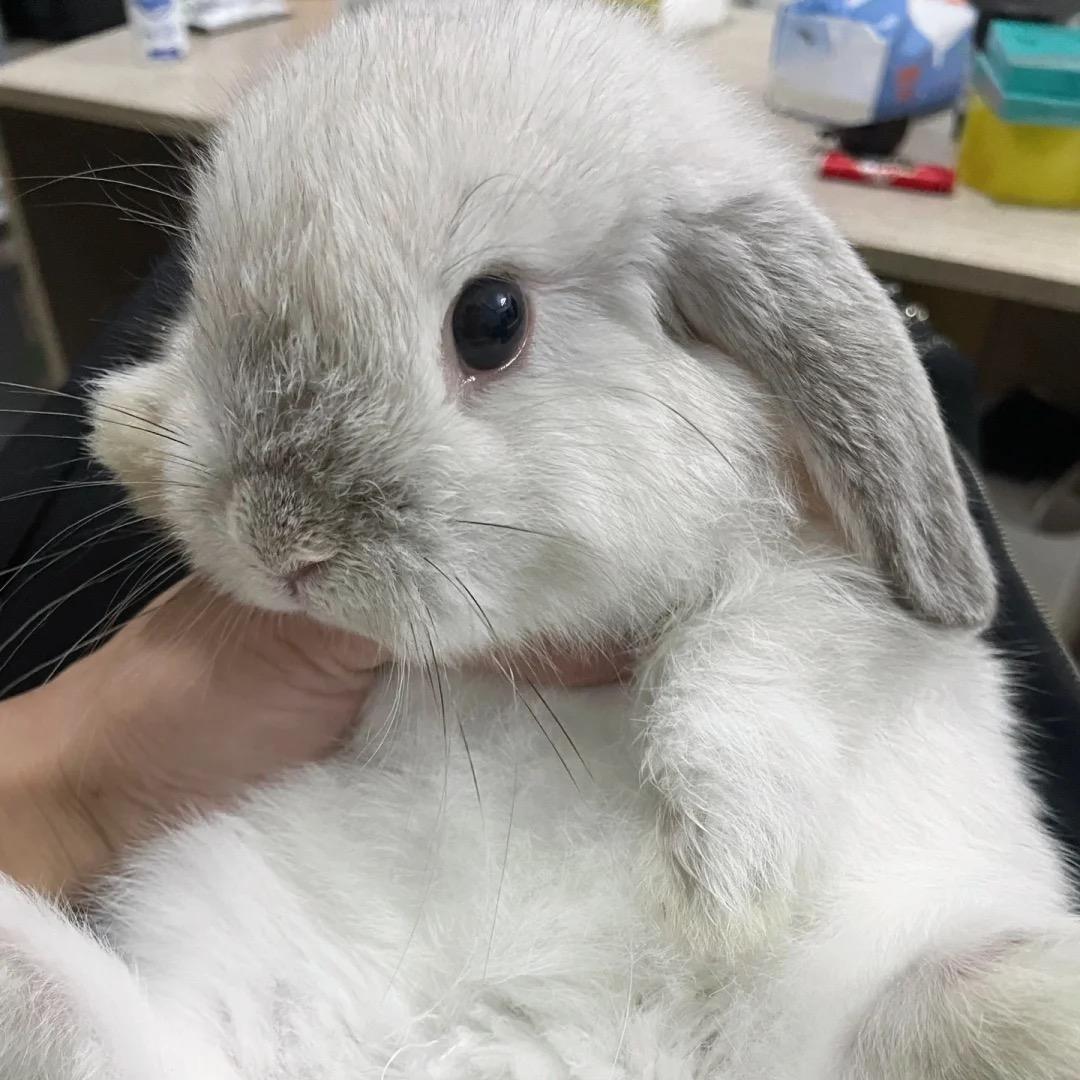 小狸要开心