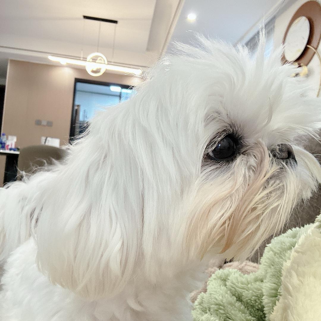 小白用ai成都马尔济斯弟弟find🏠