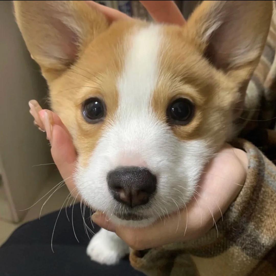 独木周