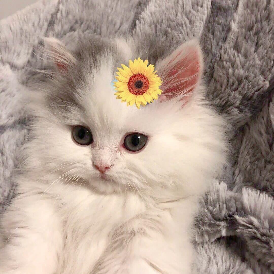 不吃猫仔的鱼～