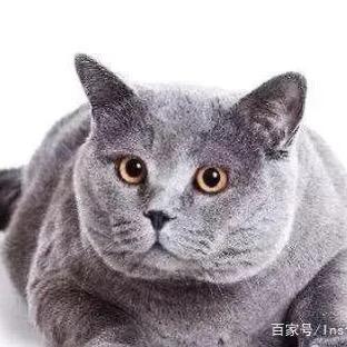 喵星探秘