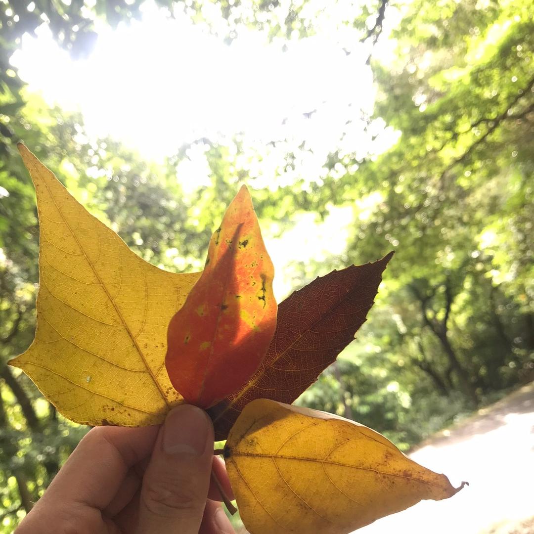 伊藤诚