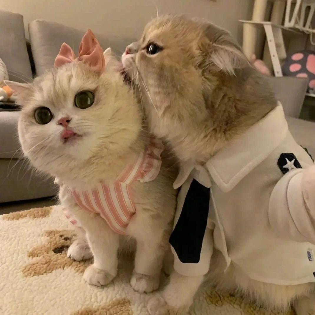 汐竹.