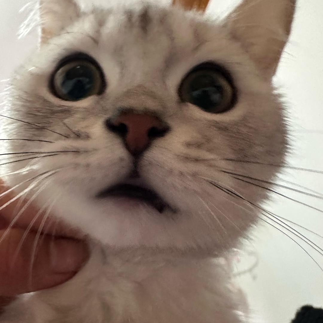 阿呸