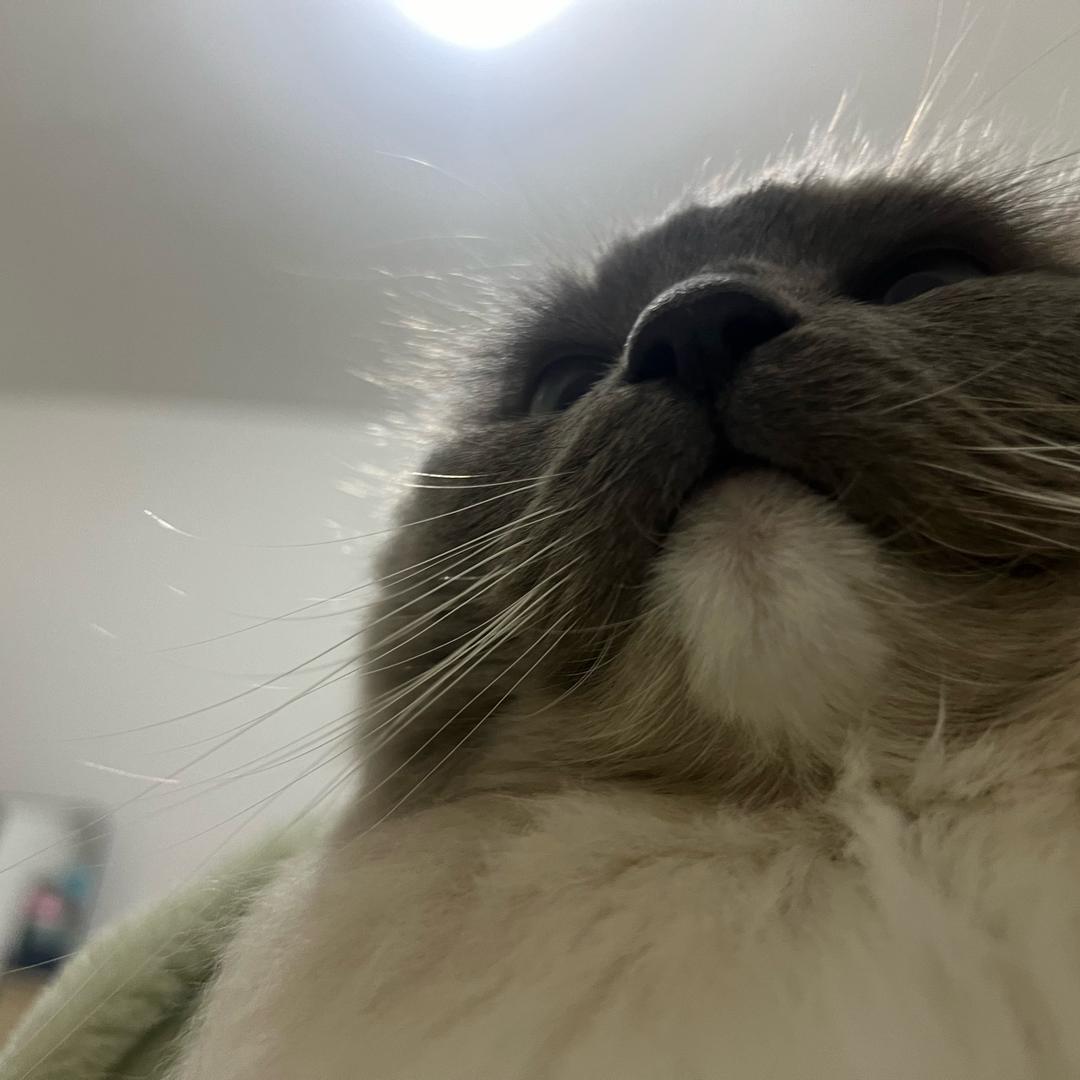 泡芙