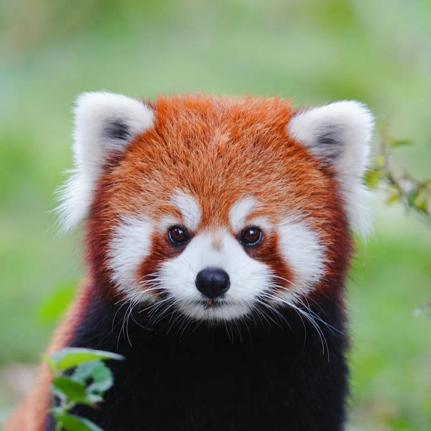 是吃货小熊猫吖