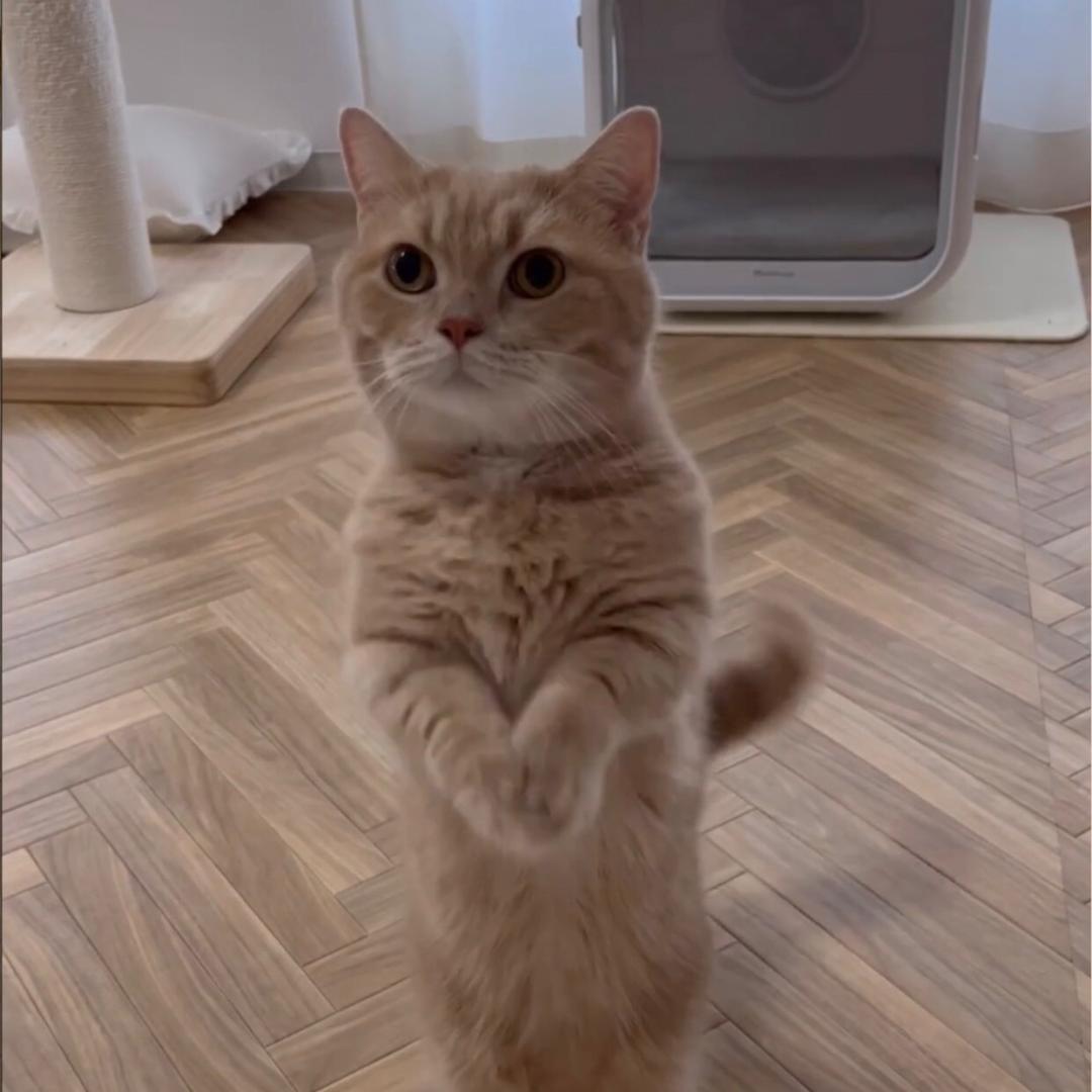 土豆是只猫