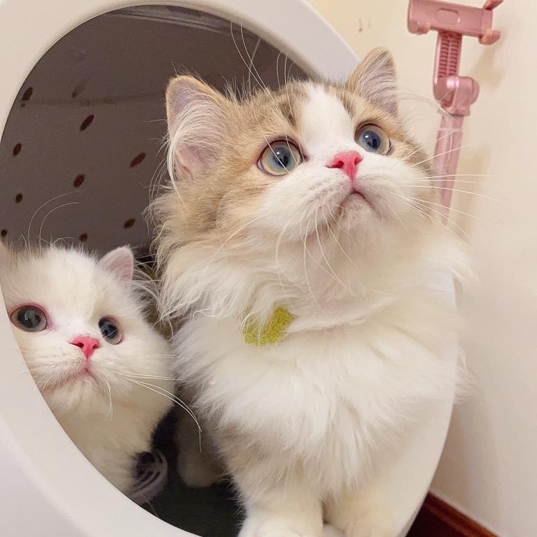 （布包妈妈）喵大吉矮脚猫