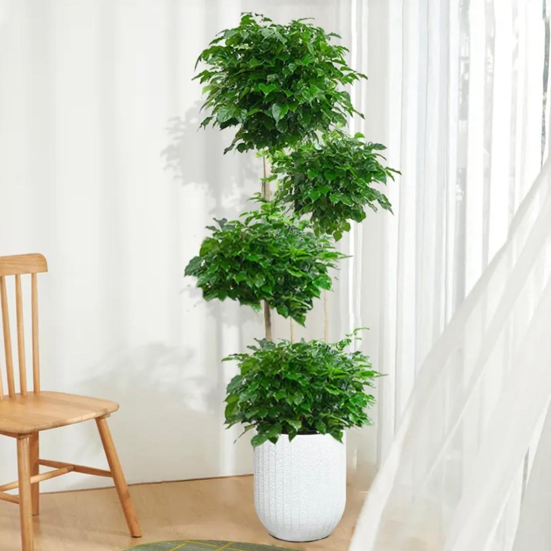 弘业绿植基地