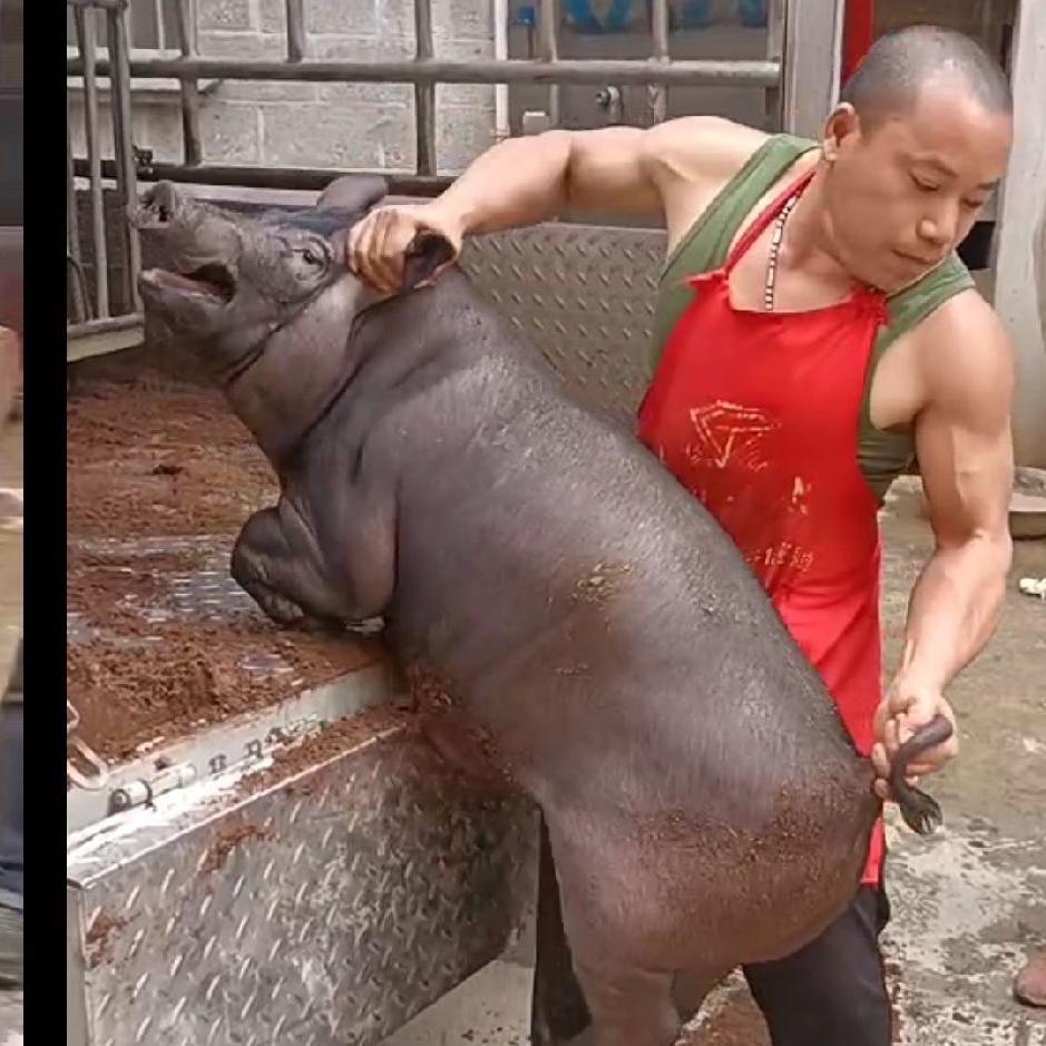 隆林抱猪哥生鲜肉店