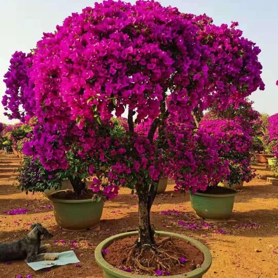 宜良探花园艺