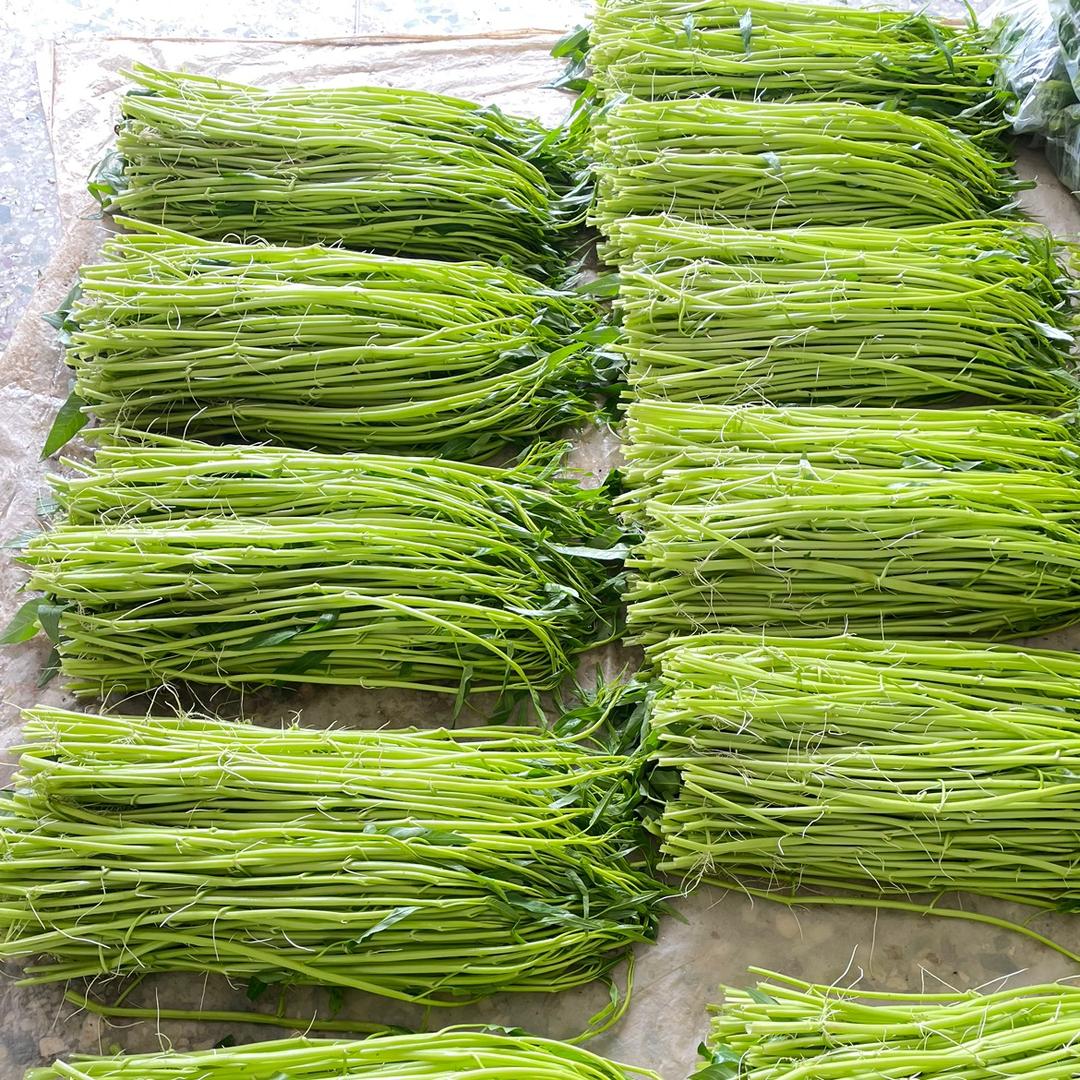 博白空心菜玉成蔬果官方店