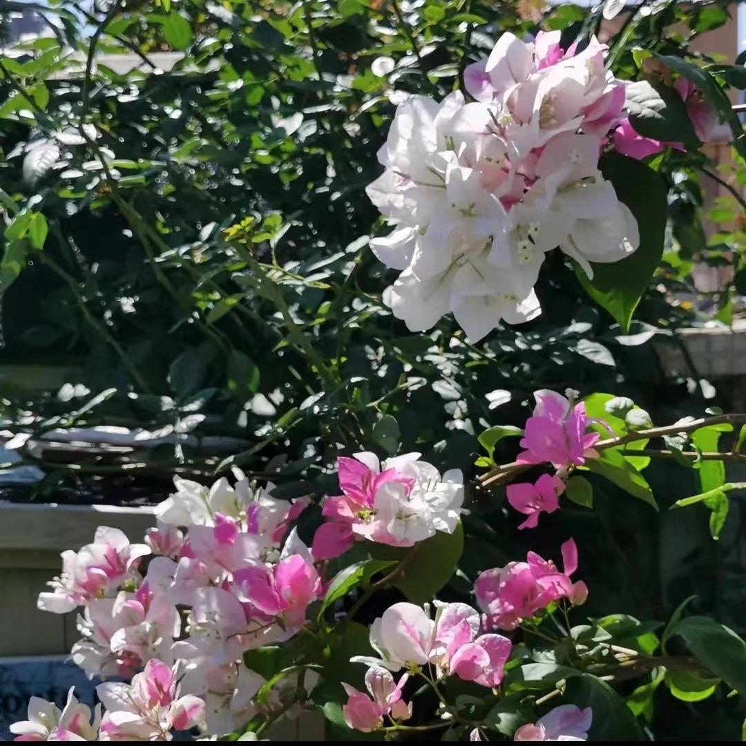 青青绿植园艺