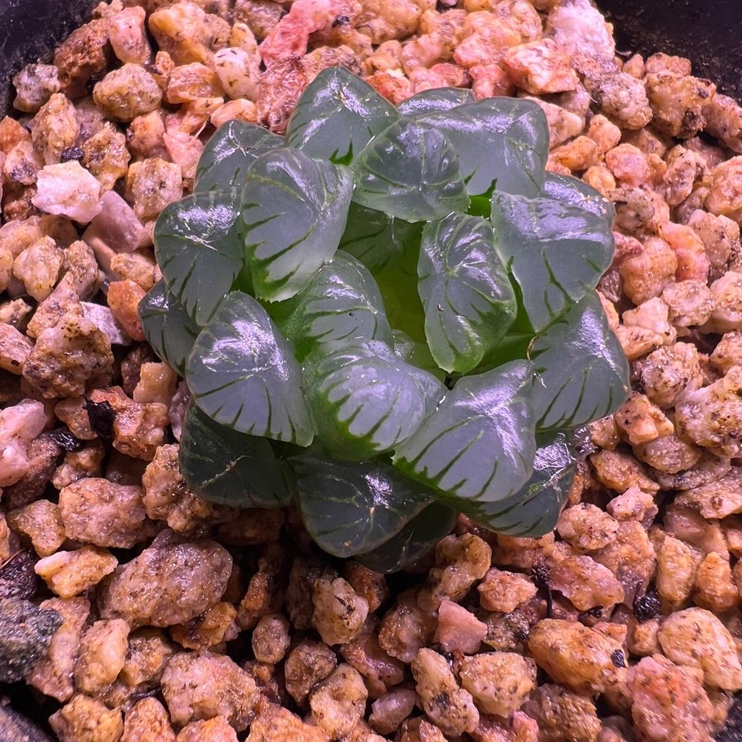 大的沫沫