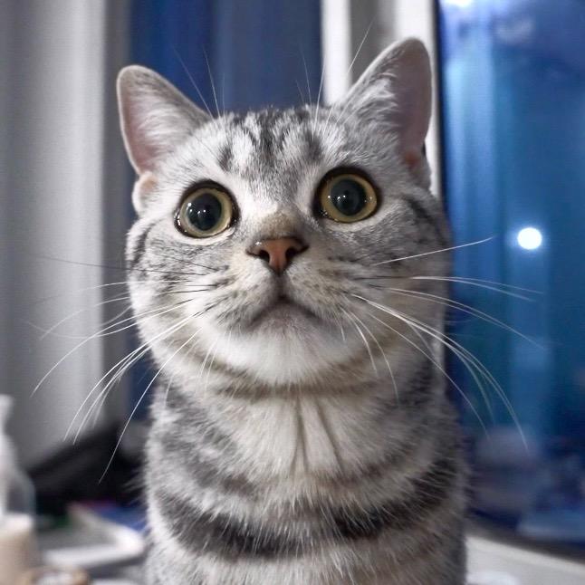 妞妞是馋猫