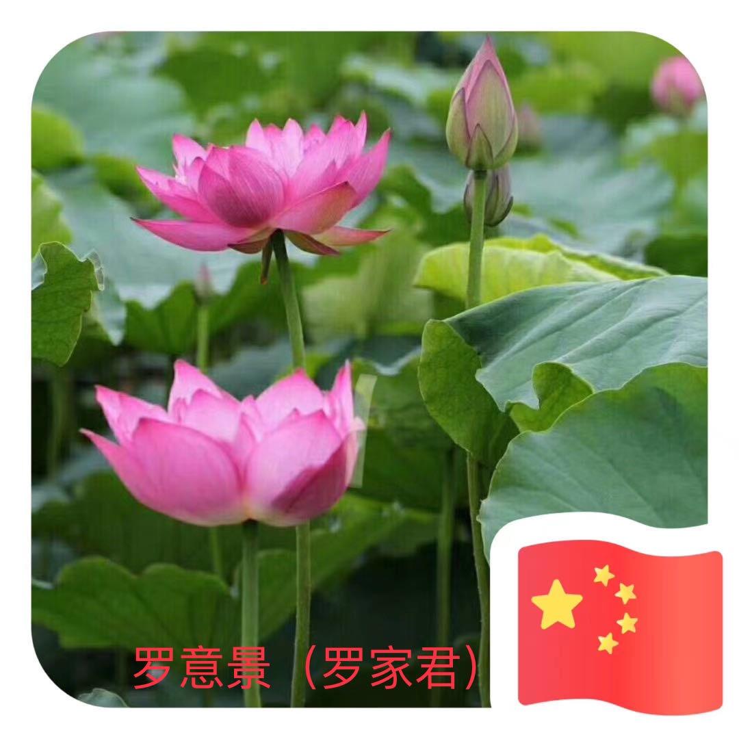 一见笑💕罗意景