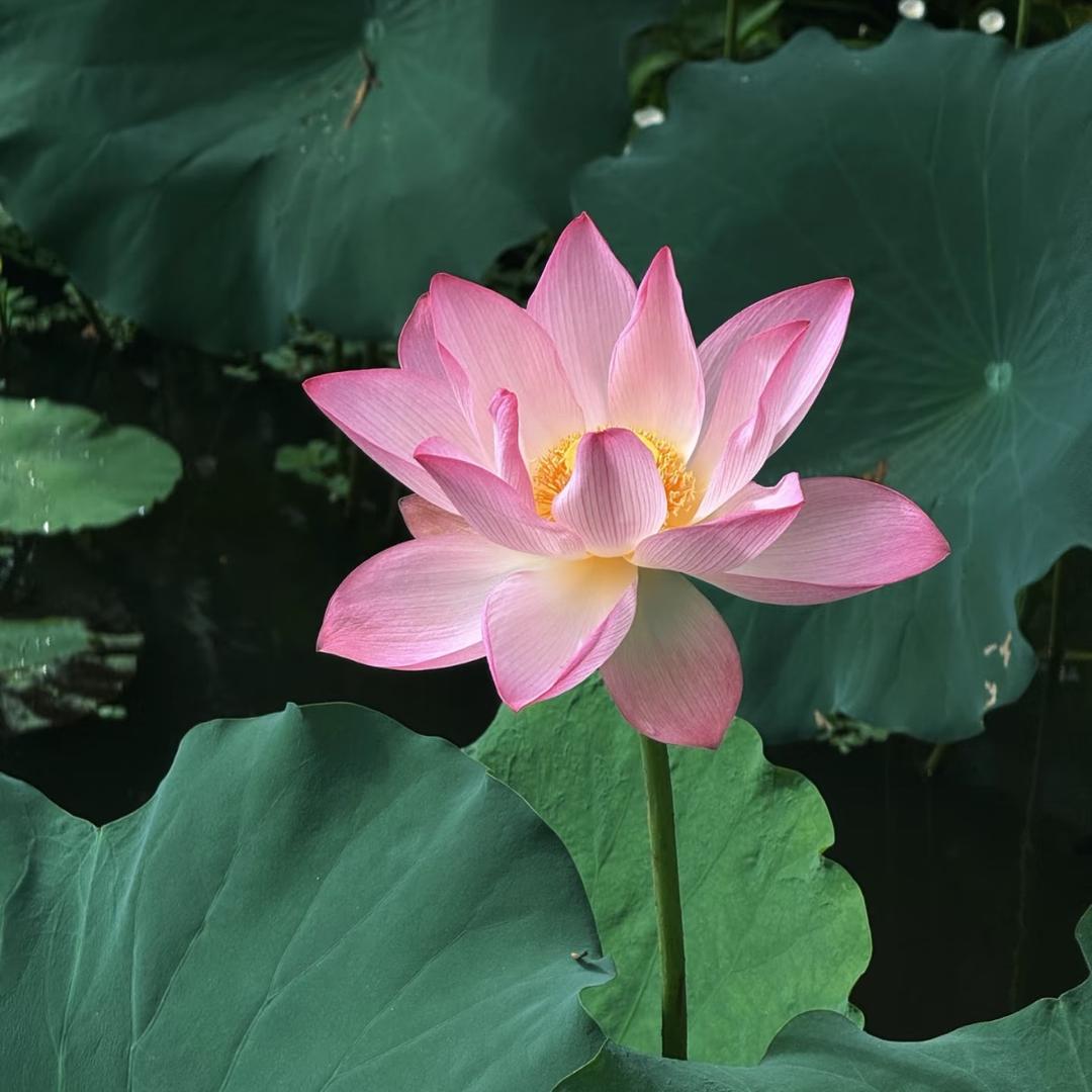 有狂躁症看不了一分钟以上的视频