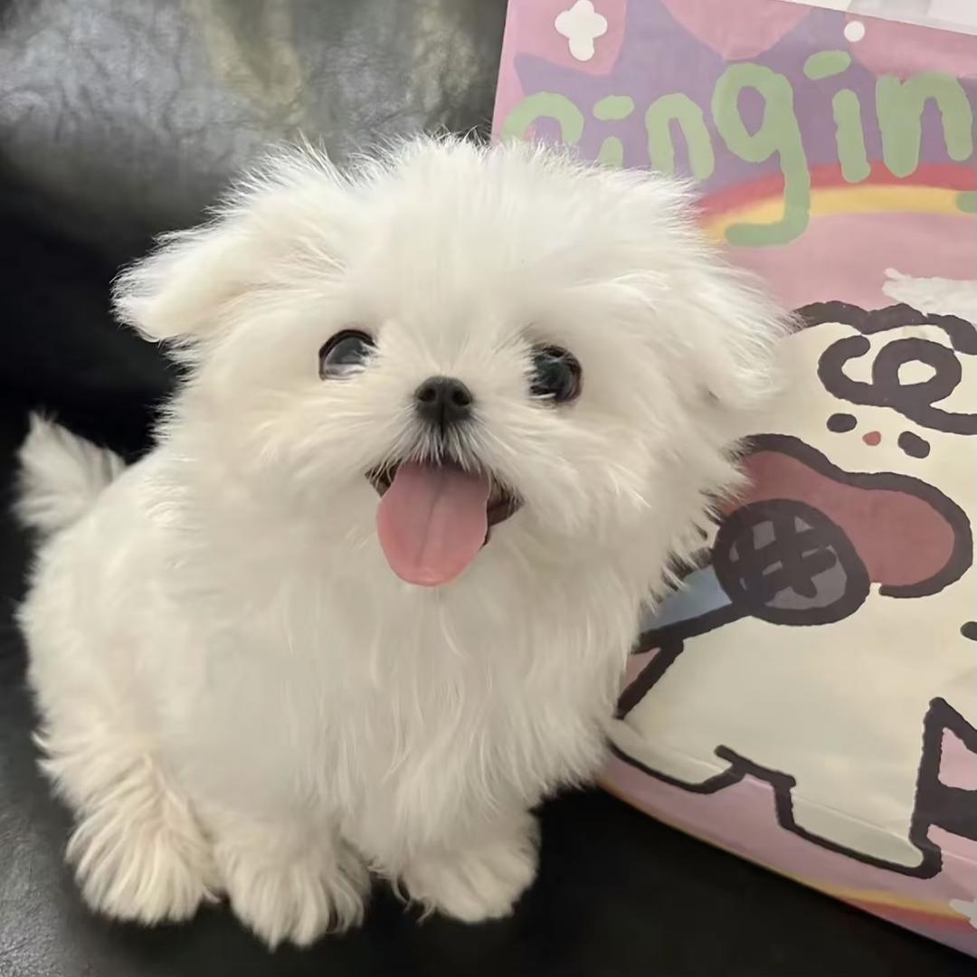 🐶七