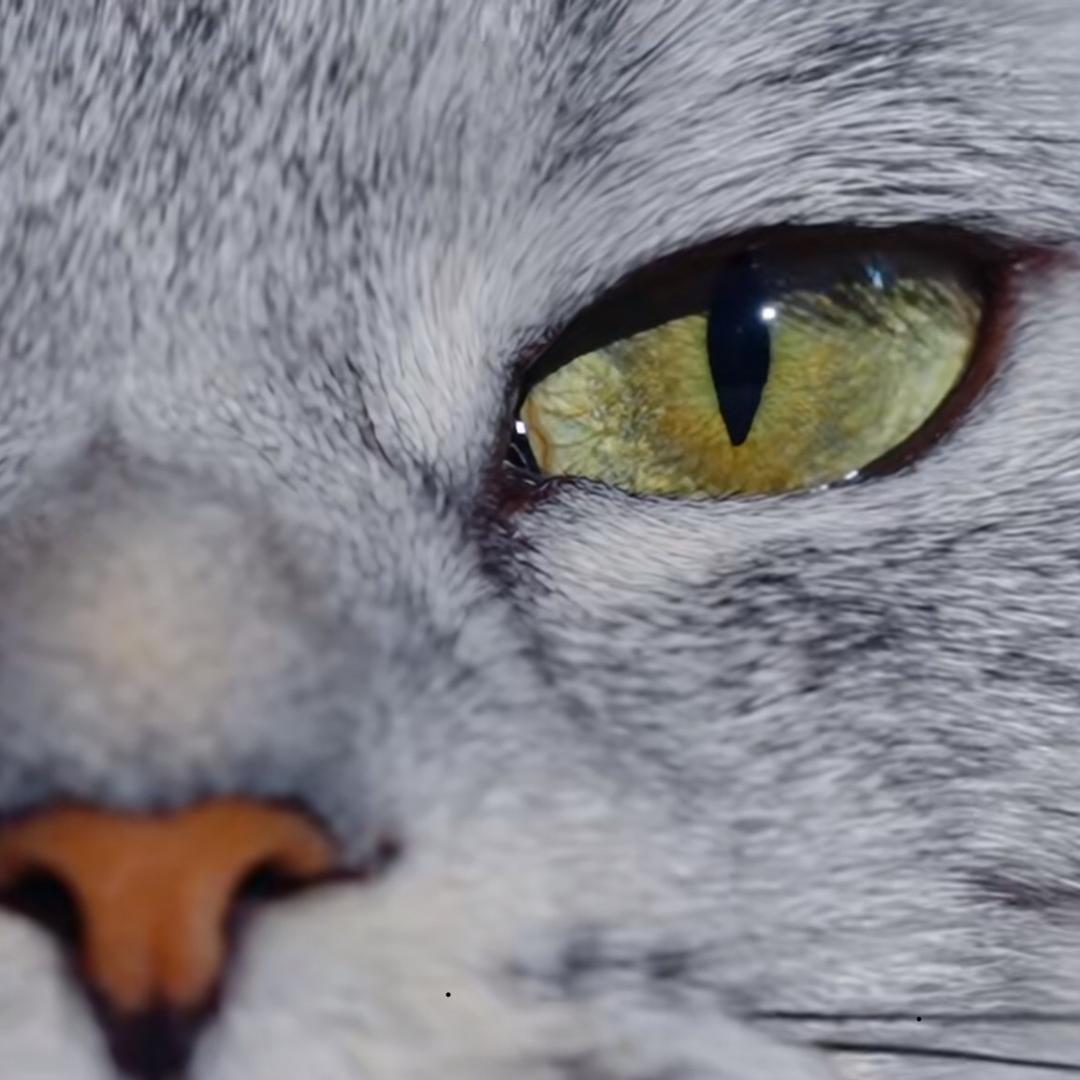 白白是只猫